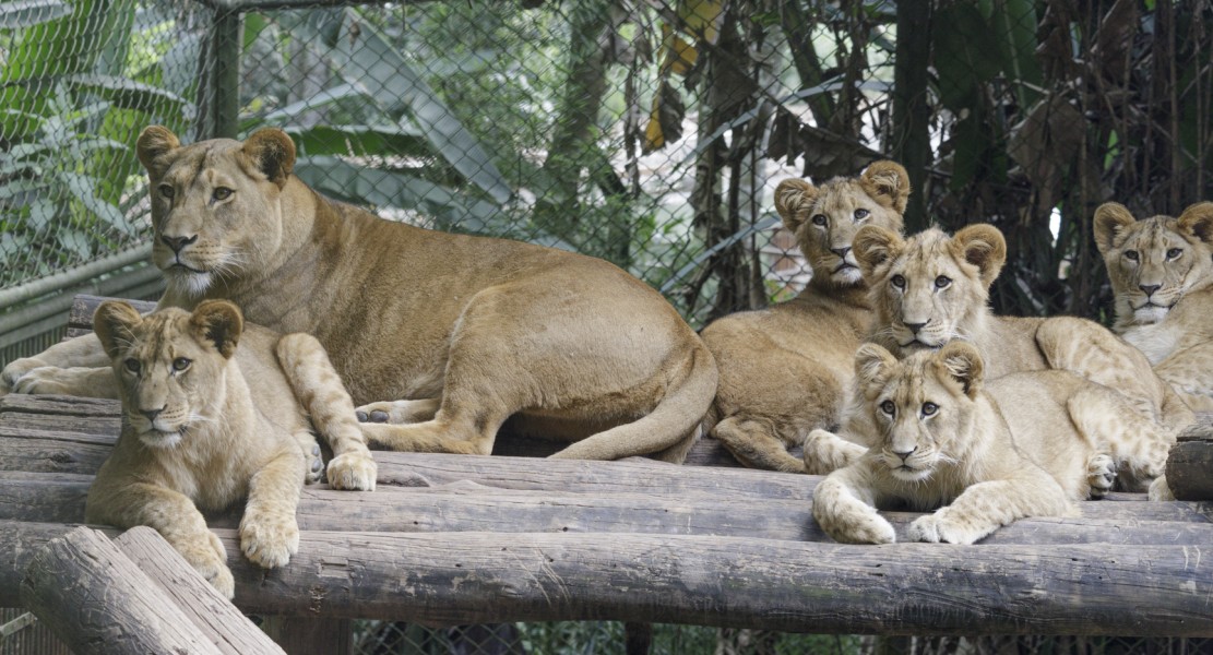 Fotos: Divulgação Zoo São Paulo