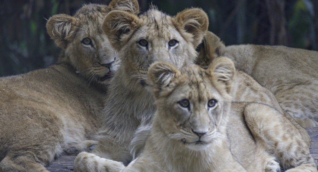 Fotos: Divulgação Zoo São Paulo