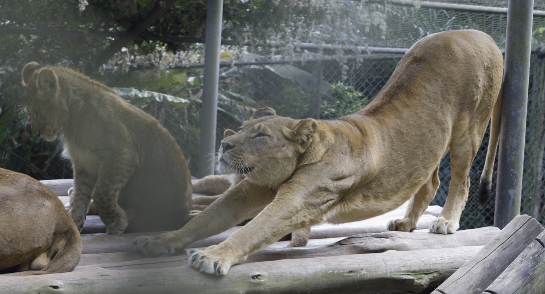 Fotos: Divulgação Zoo São Paulo