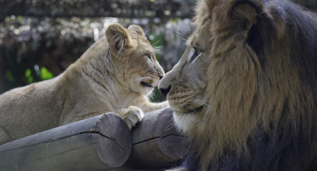 Fotos: Divulgação Zoo São Paulo