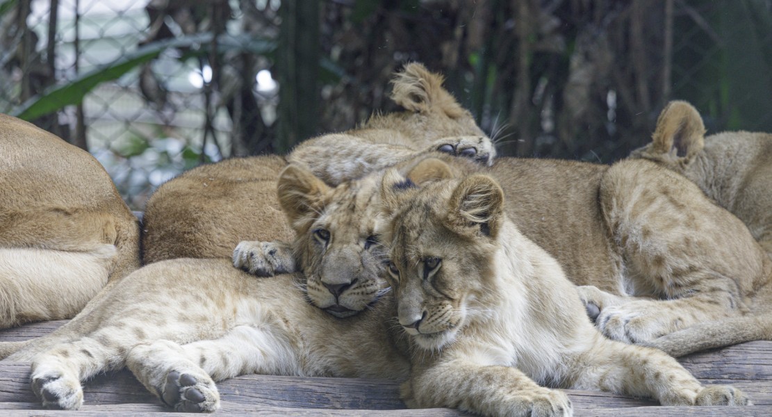 Fotos: Divulgação Zoo São Paulo