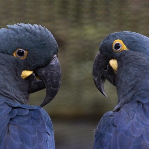 ZOOLÓGICO DE SÃO PAULO - SP - Arara-azul-de lear